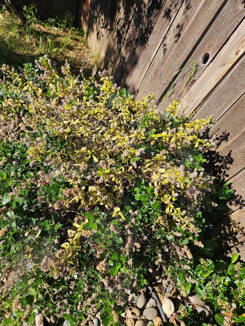 Yellowing And Persistent Wilt Can Signal Root Disease