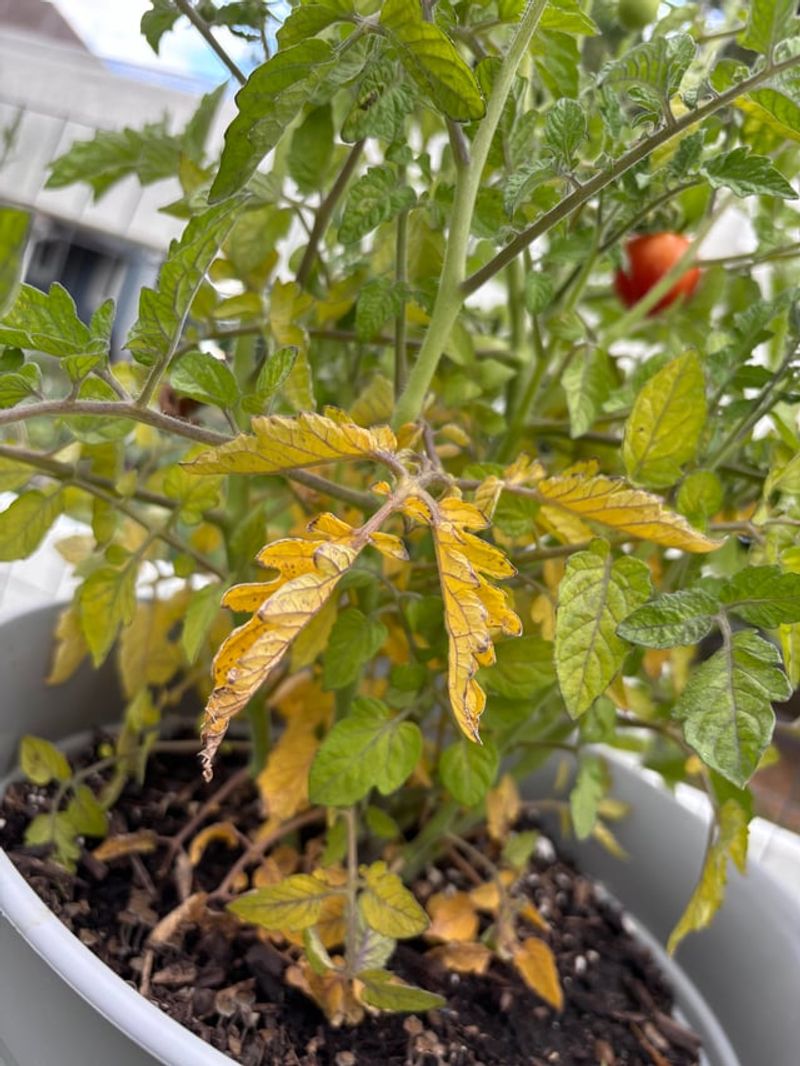 Yellowing Can Mean The Plant Is Too Crowded Yellowing Can Mean The Plant Is Too Crowded