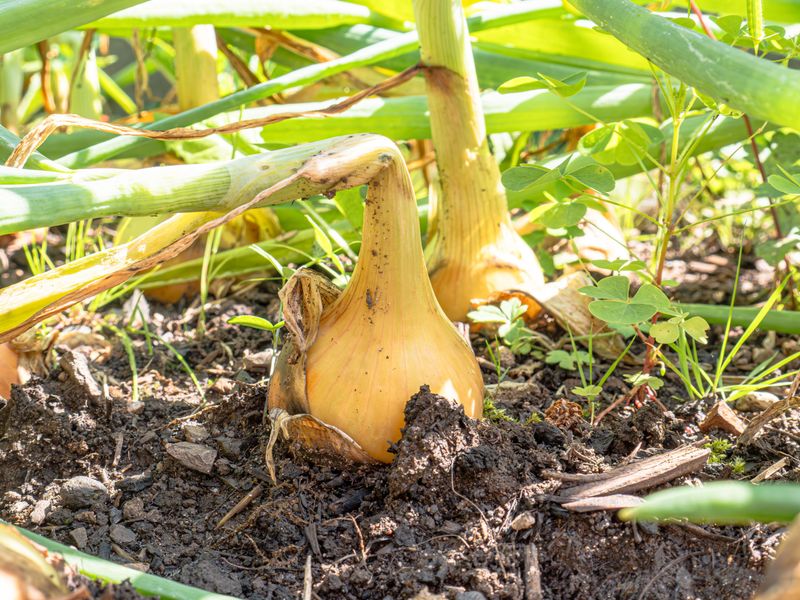 Yellowing, Falling Tops Signal It's Almost Time To Pull Yellowing, Falling Tops Signal It's Almost Time To Pull