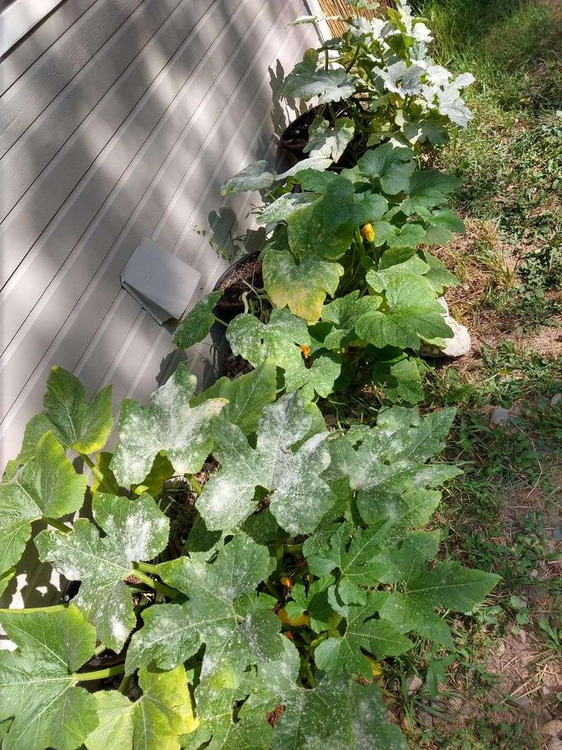 Yellowing Leaves Point To A Real Disease Problem