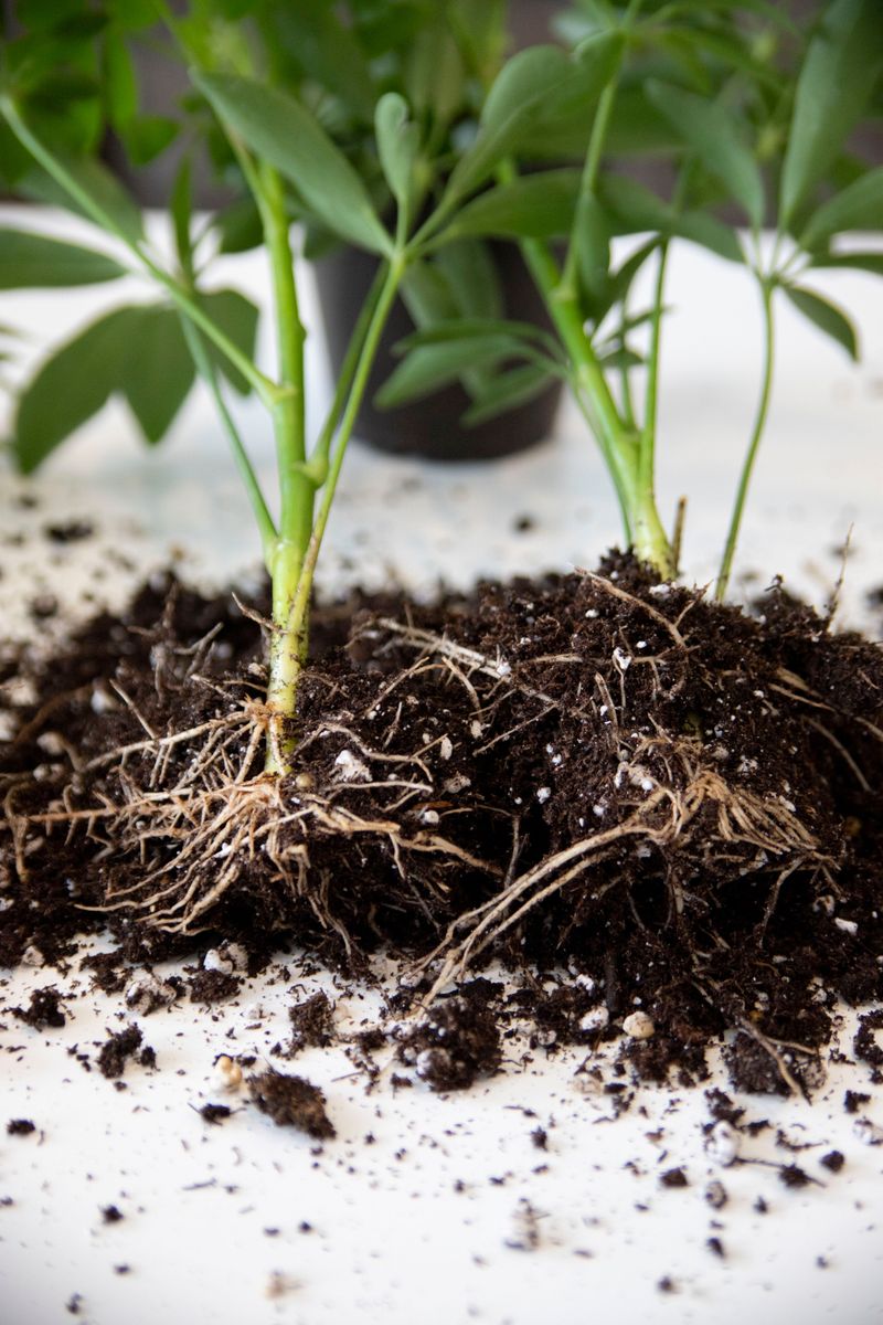 Yellowing Or Dropping Leaves Point To Cramped Roots Yellowing Or Dropping Leaves Point To Cramped Roots