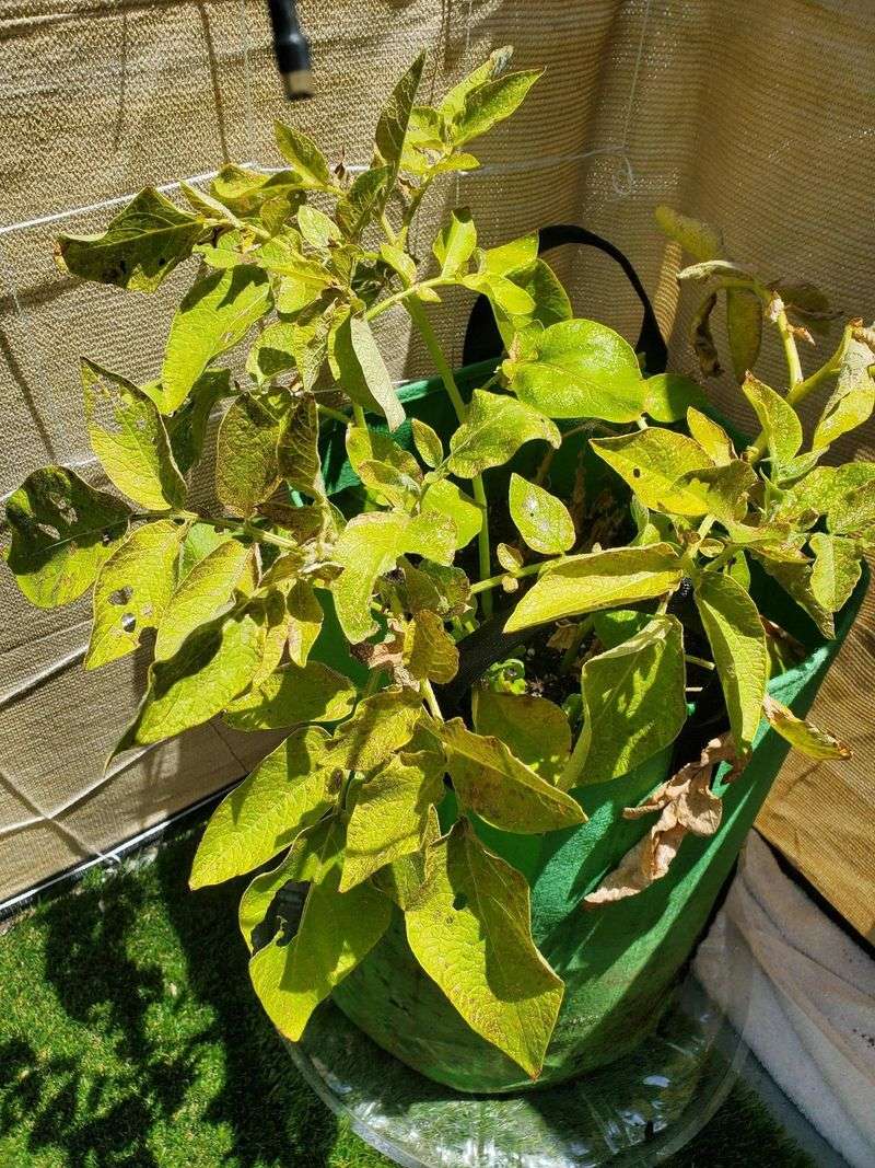 Yellowing Tops Can Be Normal Yellowing Tops Can Be Normal