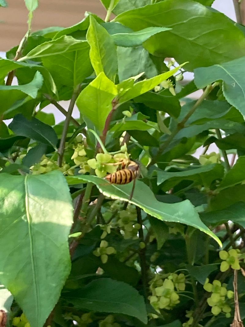 Yellowjackets May Be The Real Cause Near Tree Bases Yellowjackets May Be The Real Cause Near Tree Bases