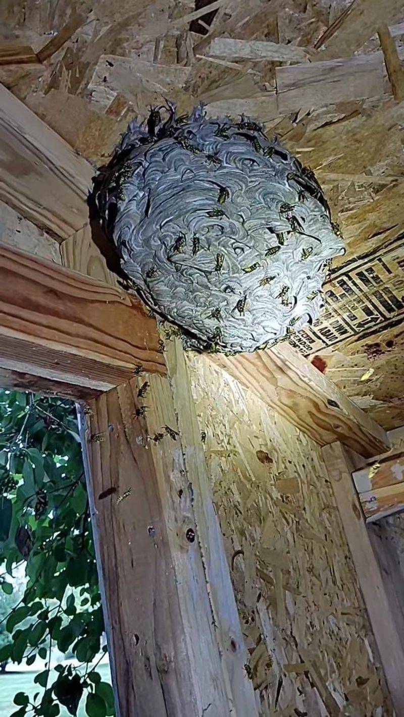 Yellowjackets May Nest In Hidden Voids