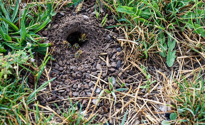 Yellowjackets May Use Ground Openings Yellowjackets May Use Ground Openings