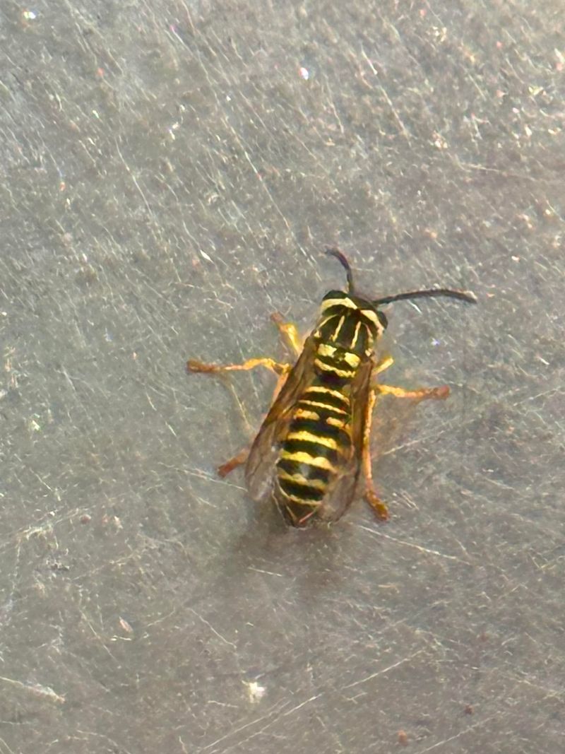 Yellowjackets Want Protein Now