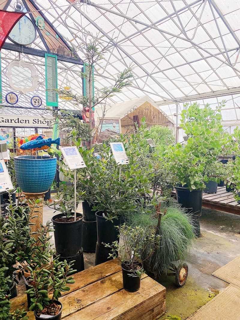Yerba Buena Keeps Native Plant History Alive Yerba Buena Keeps Native Plant History Alive