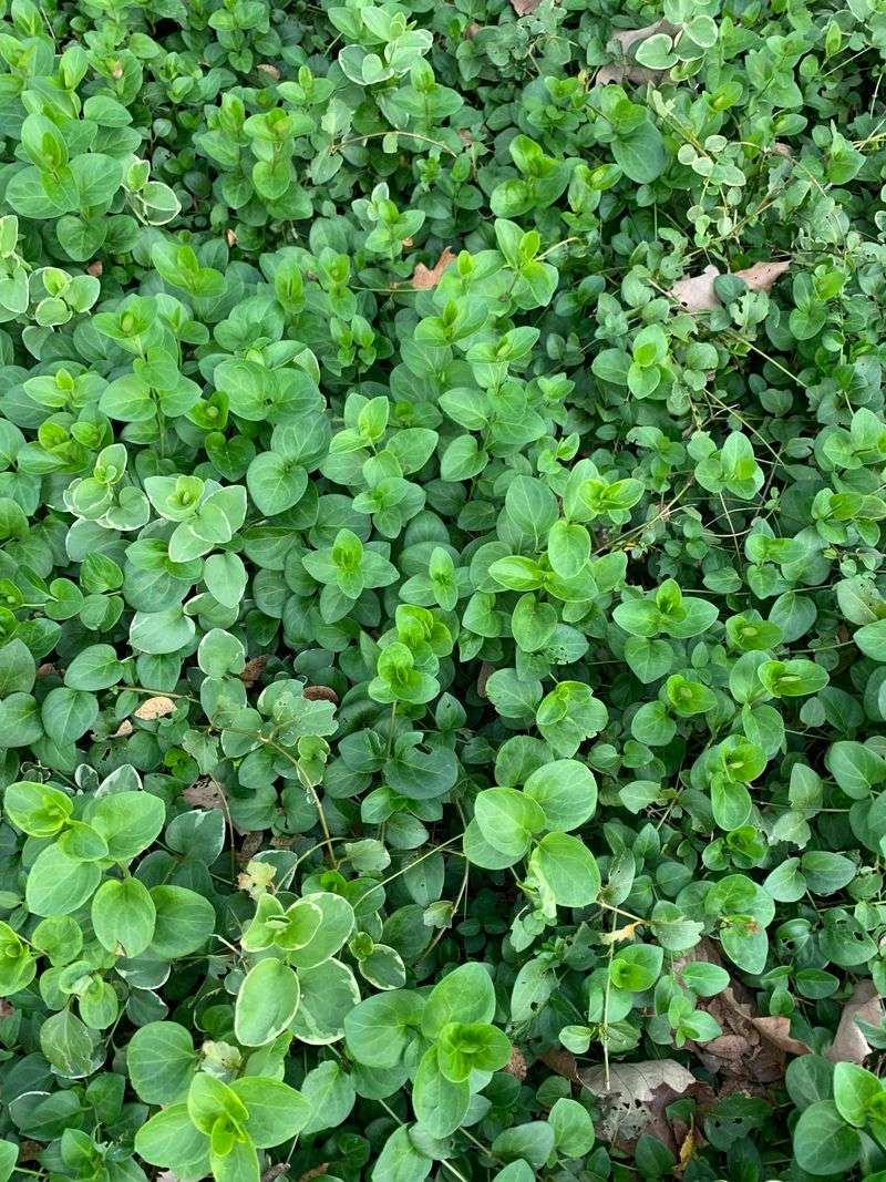 Yerba Buena Softens Shady Bare Soil