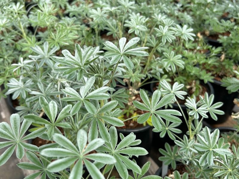 Yerba Buena Softens Shady Corners