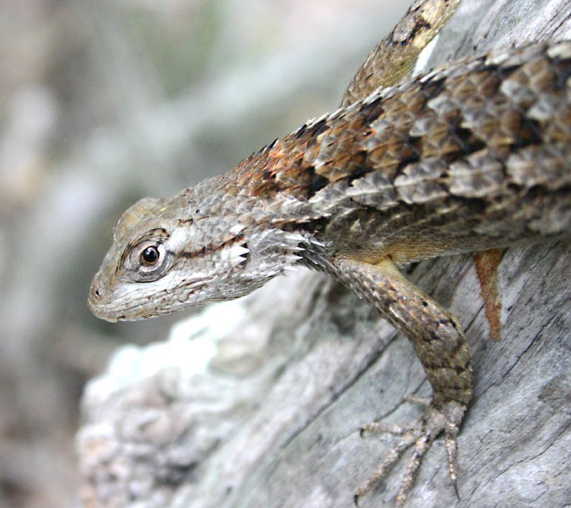 Yes, Texas Spiny Lizards Are Generally Good For Gardens