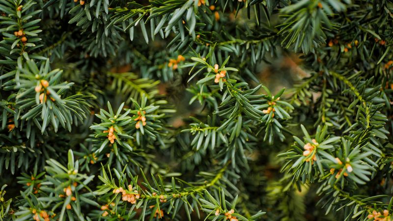 Yew And Arborvitae Accept Trims Now Yew And Arborvitae Accept Trims Now