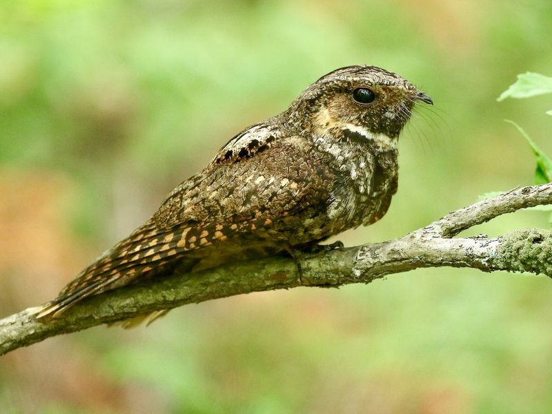 You Are Hearing A Bird That Has Become Less Common