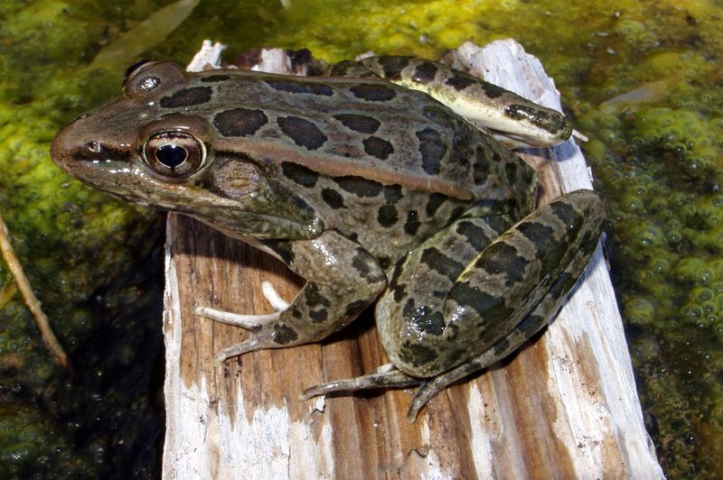 You Are Likely Seeing Rio Grande Leopard Frogs You Are Likely Seeing Rio Grande Leopard Frogs