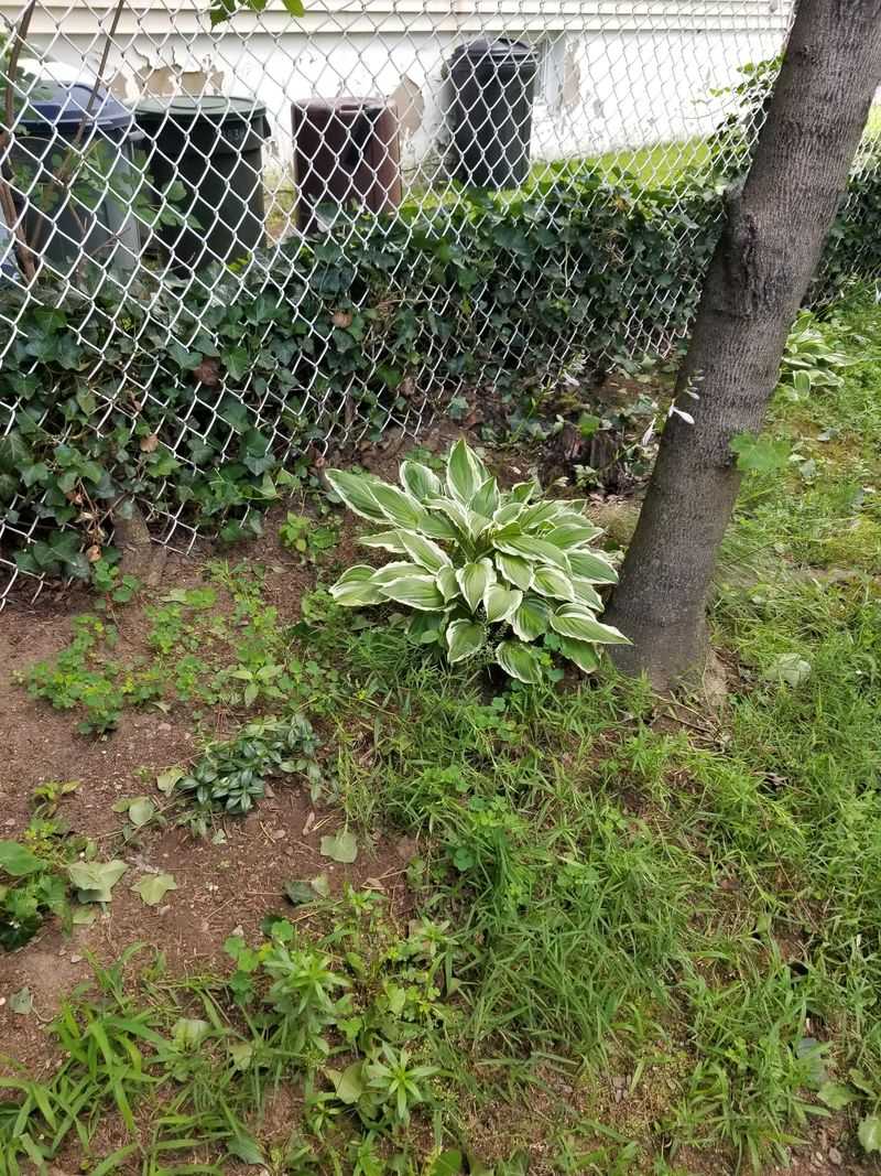 You Can Usually Trim To The Property Line