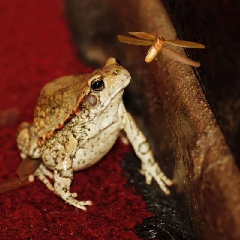 You Have A Natural Pest-Control Partner You Have A Natural Pest-Control Partner