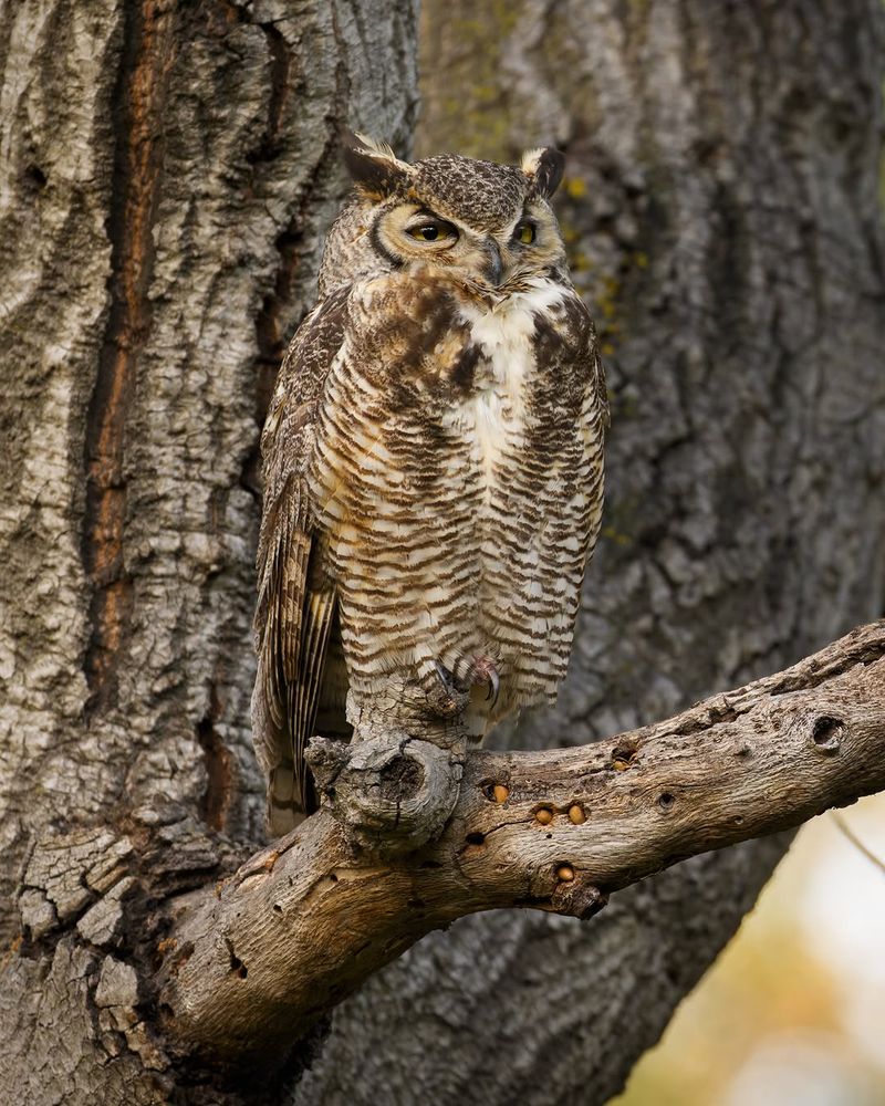 You Have Good Perching Spots You Have Good Perching Spots
