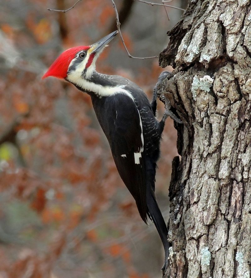 You Have Trees With Good Foraging Spots You Have Trees With Good Foraging Spots