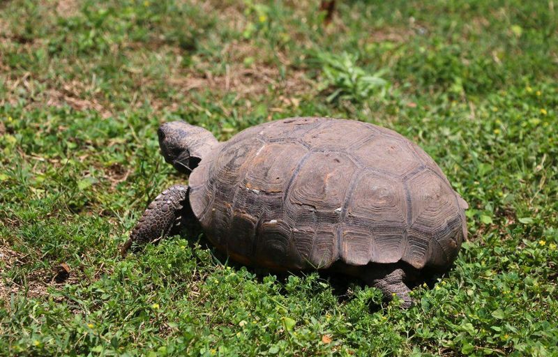 You May Be Hosting A Keystone Species You May Be Hosting A Keystone Species