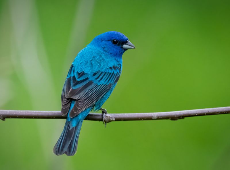 You May Be Seeing A Breeding Male Defending Territory You May Be Seeing A Breeding Male Defending Territory