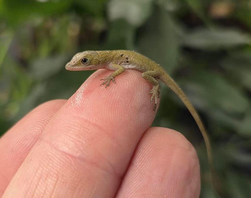 You May Be Seeing Young Anoles After Eggs Hatch You May Be Seeing Young Anoles After Eggs Hatch