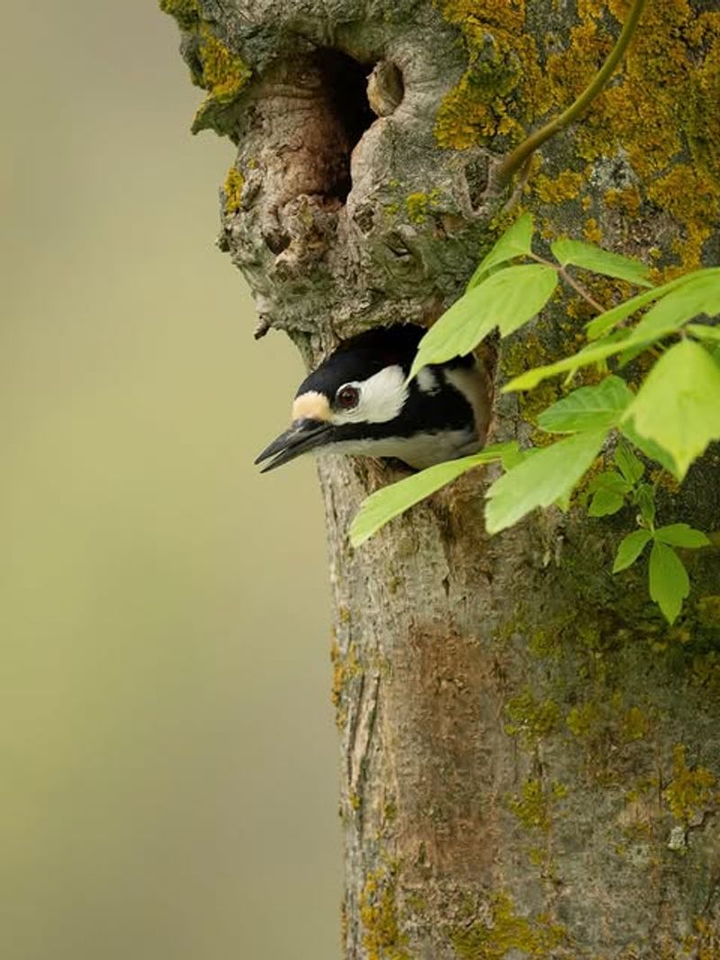 You Should Protect Trees Without Removing Every Dry Limb You Should Protect Trees Without Removing Every Dry Limb