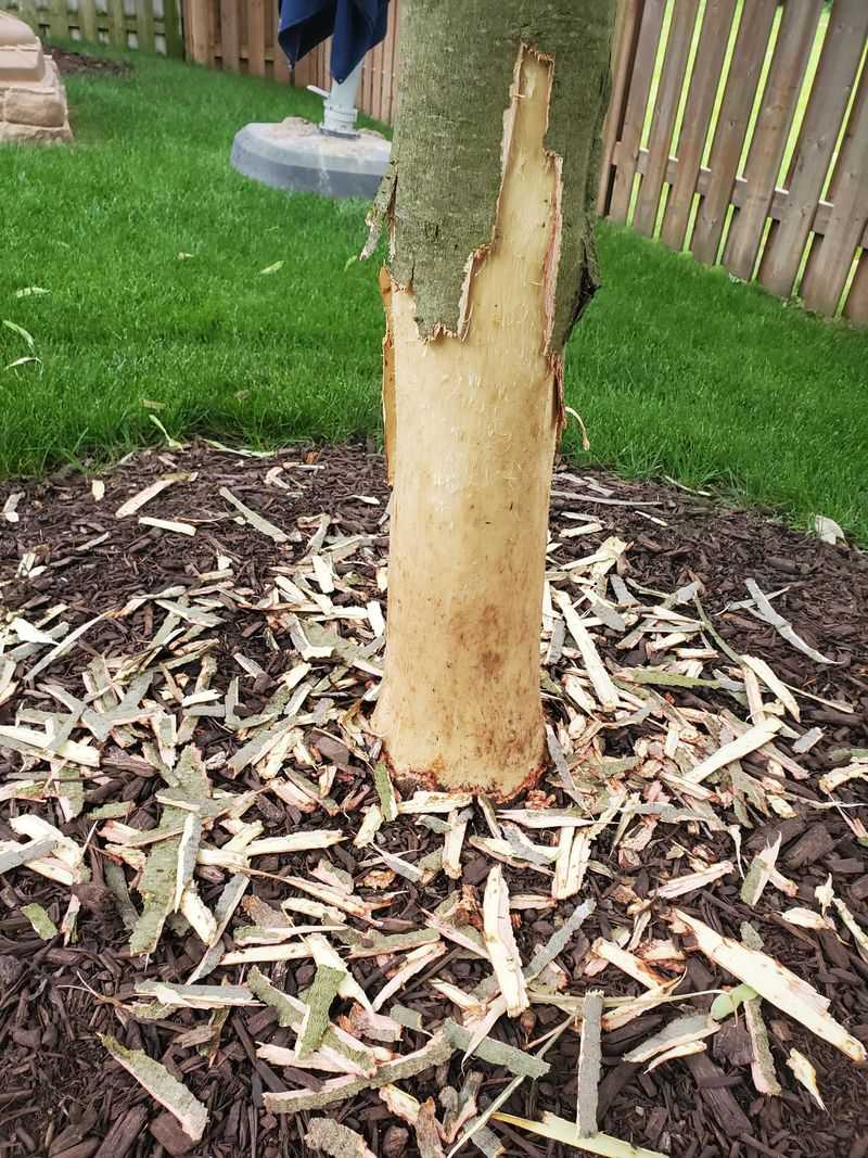 Young Bark Is Easy To Strip Young Bark Is Easy To Strip