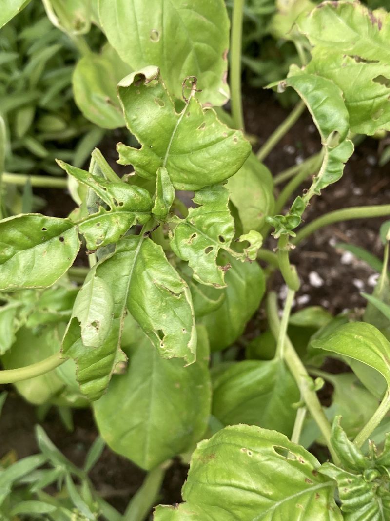 Young Basil Can Look Worse By Morning
