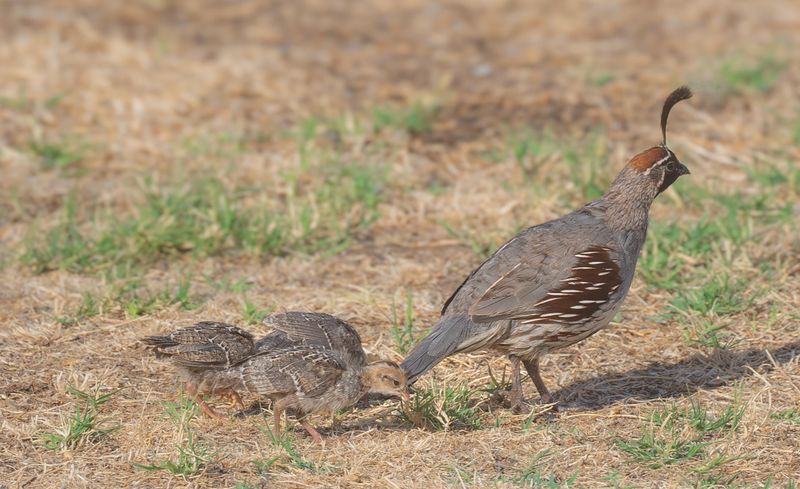 Young Birds Follow The Adults Young Birds Follow The Adults