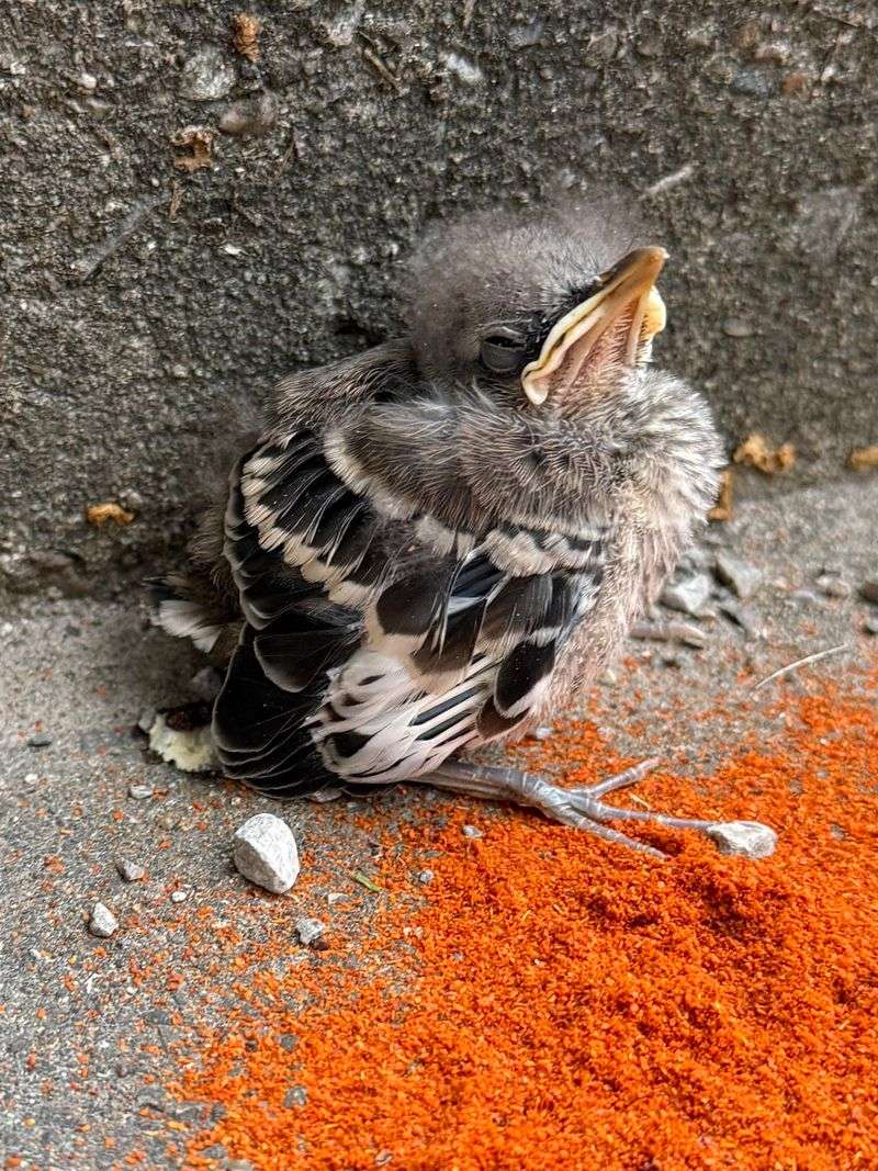 Young Birds May Be Hidden