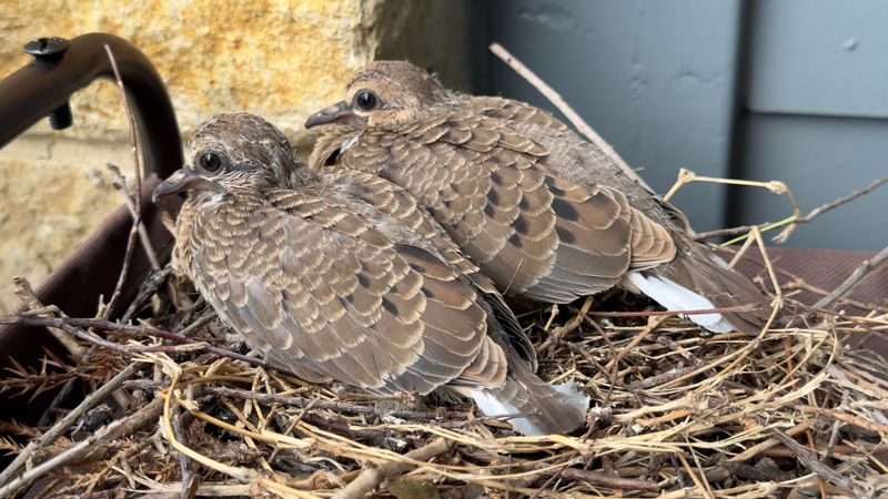 Young Birds Usually Leave The Nest Within Weeks Young Birds Usually Leave The Nest Within Weeks