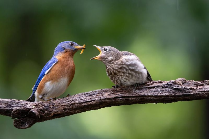 Young Bluebirds May Have Moved Into Cover