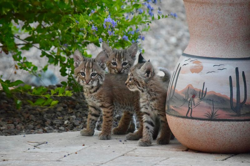 Young Bobcats Search For New Territory Young Bobcats Search For New Territory