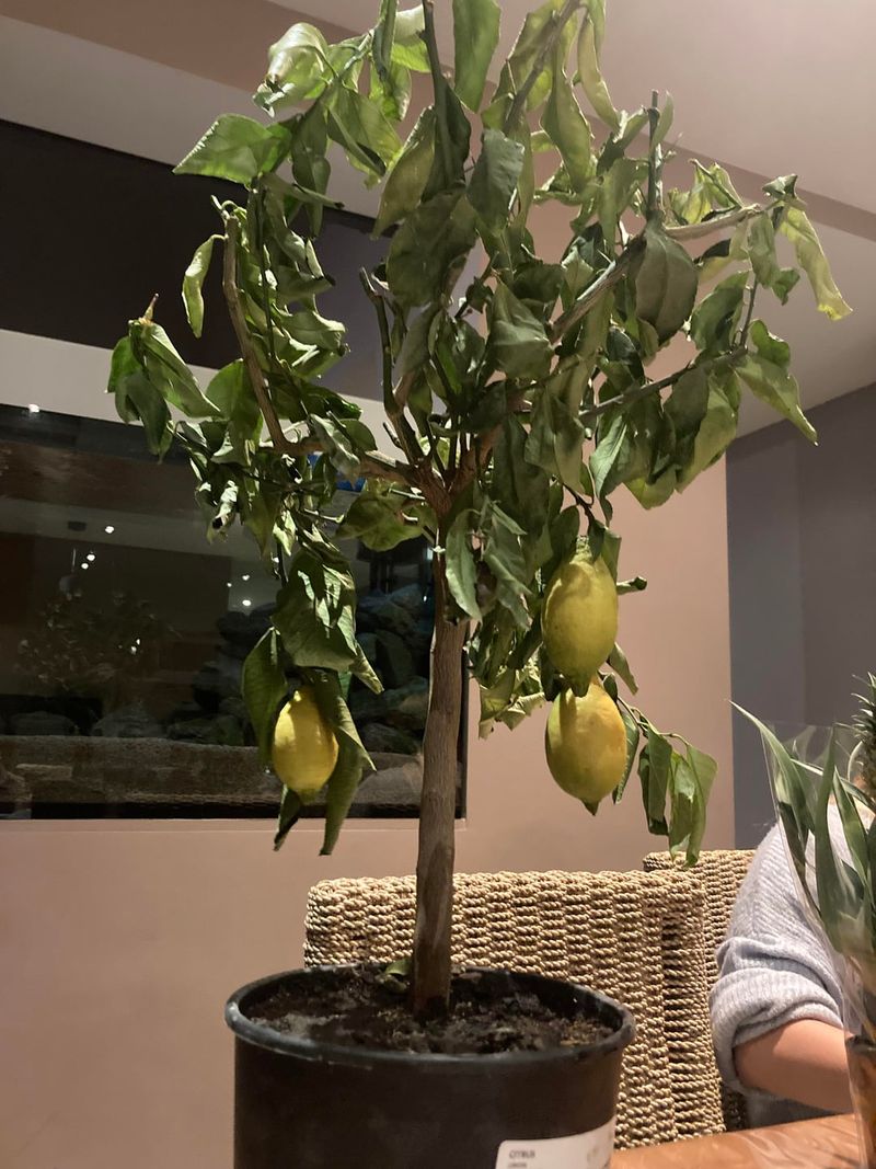 Young Citrus Can Stress In Small Black Pots