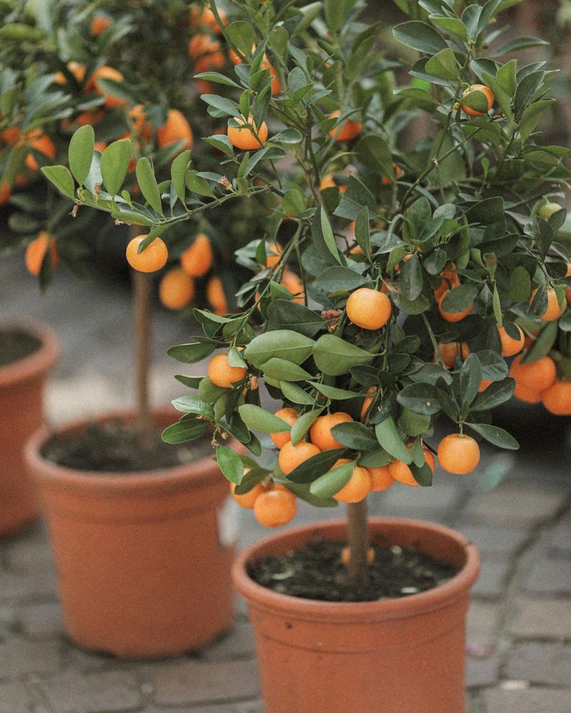 Young Citrus Needs More Frequent Irrigation Young Citrus Needs More Frequent Irrigation