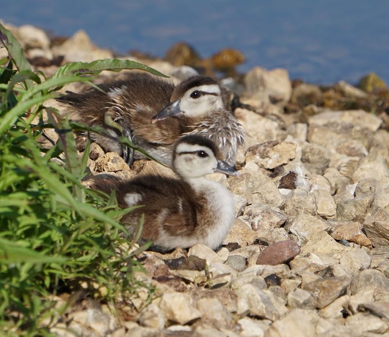 Young Ducks Jump From Tree Cavities Within One Day Young Ducks Jump From Tree Cavities Within One Day