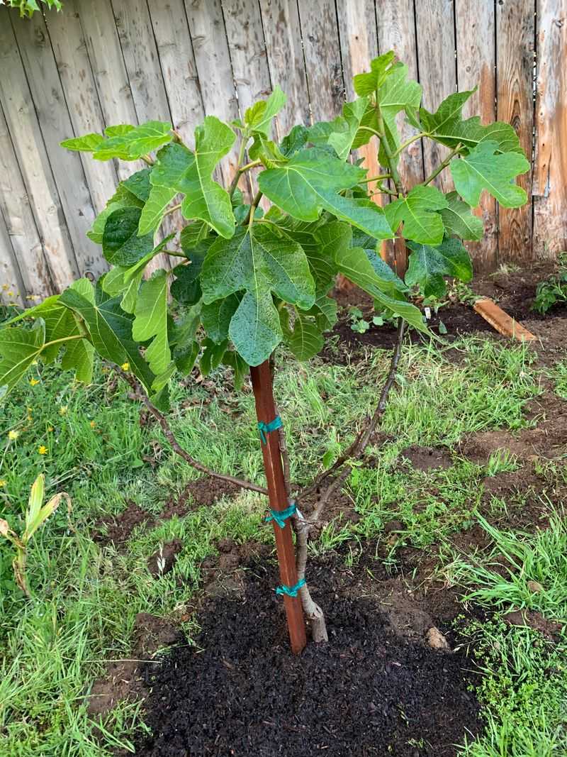 Young Fig Trees Need Closer Watching Young Fig Trees Need Closer Watching