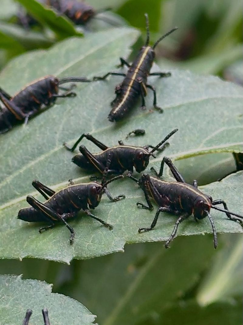 Young Grasshoppers Are Easier To Stop Young Grasshoppers Are Easier To Stop