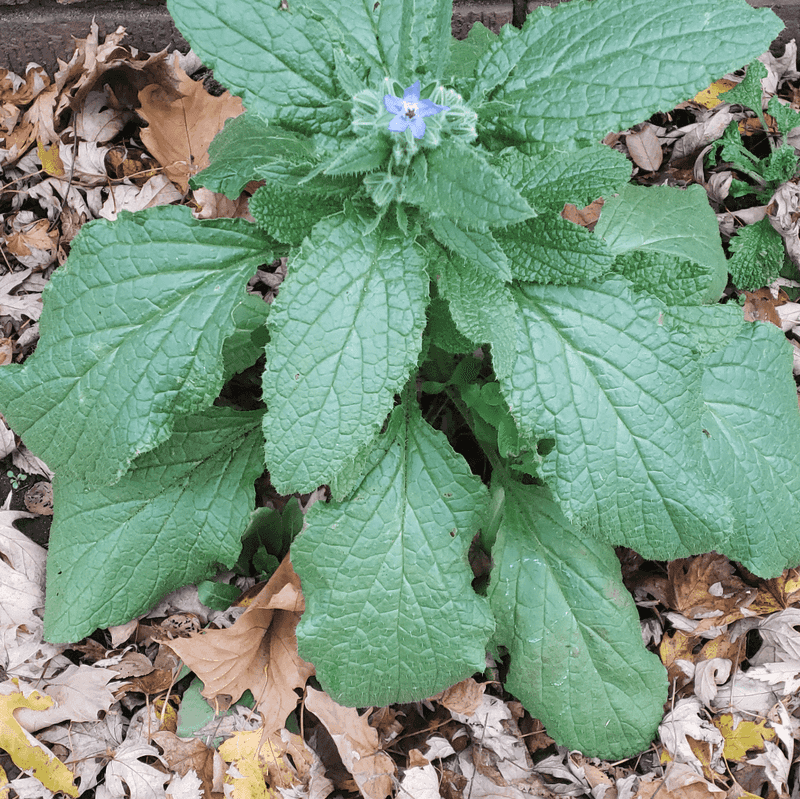 Young Leaves Are Rough But Useful Young Leaves Are Rough But Useful