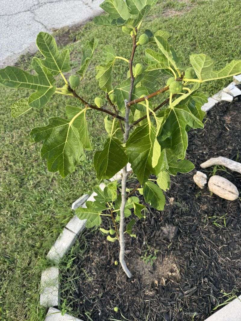 Young Or Dwarf Trees Show Stress First