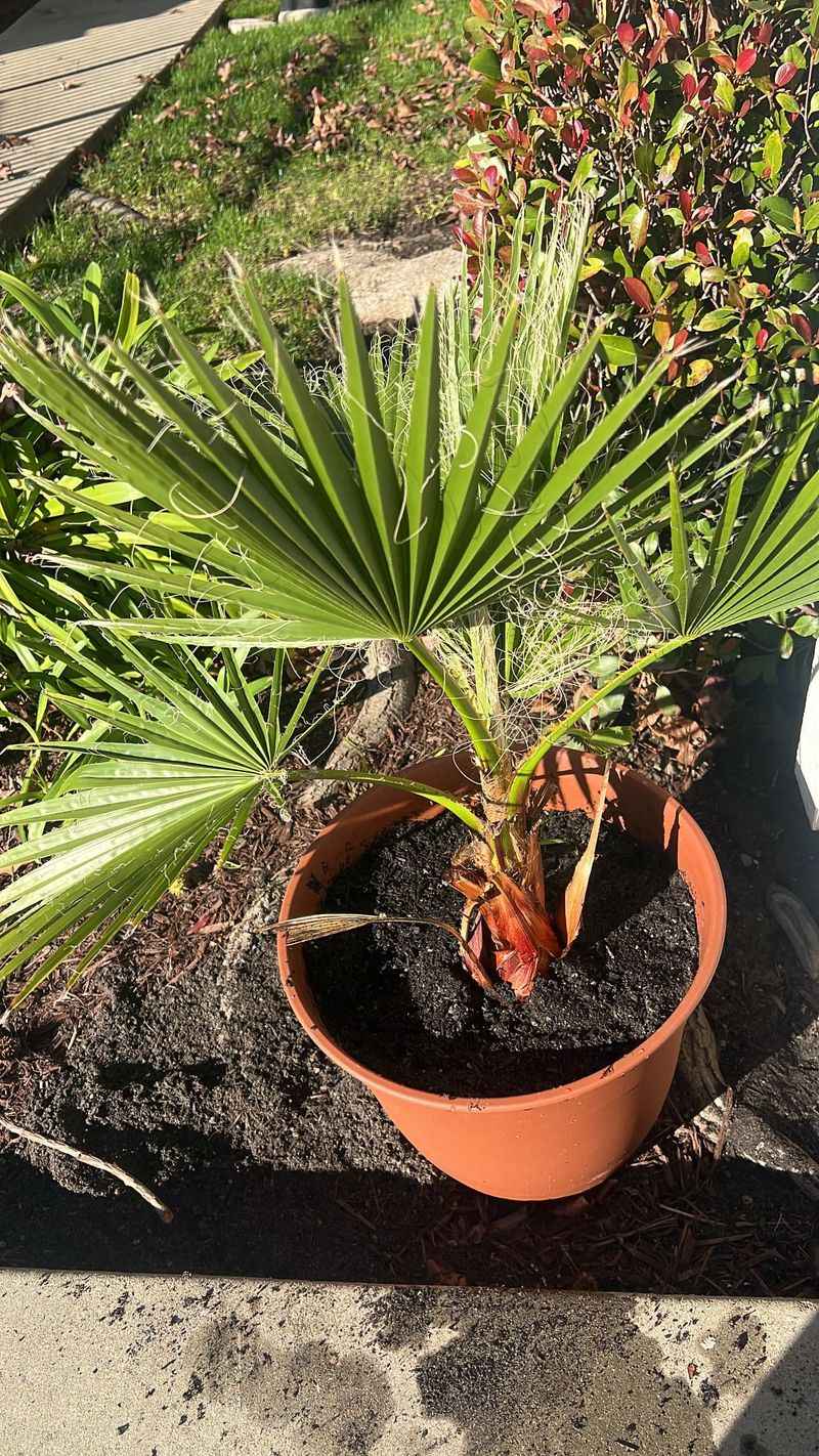 Young Palms Need Water To Establish Young Palms Need Water To Establish