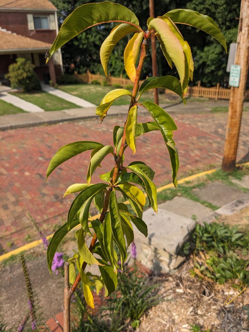Young Peach Trees Need More Frequent Checks Young Peach Trees Need More Frequent Checks