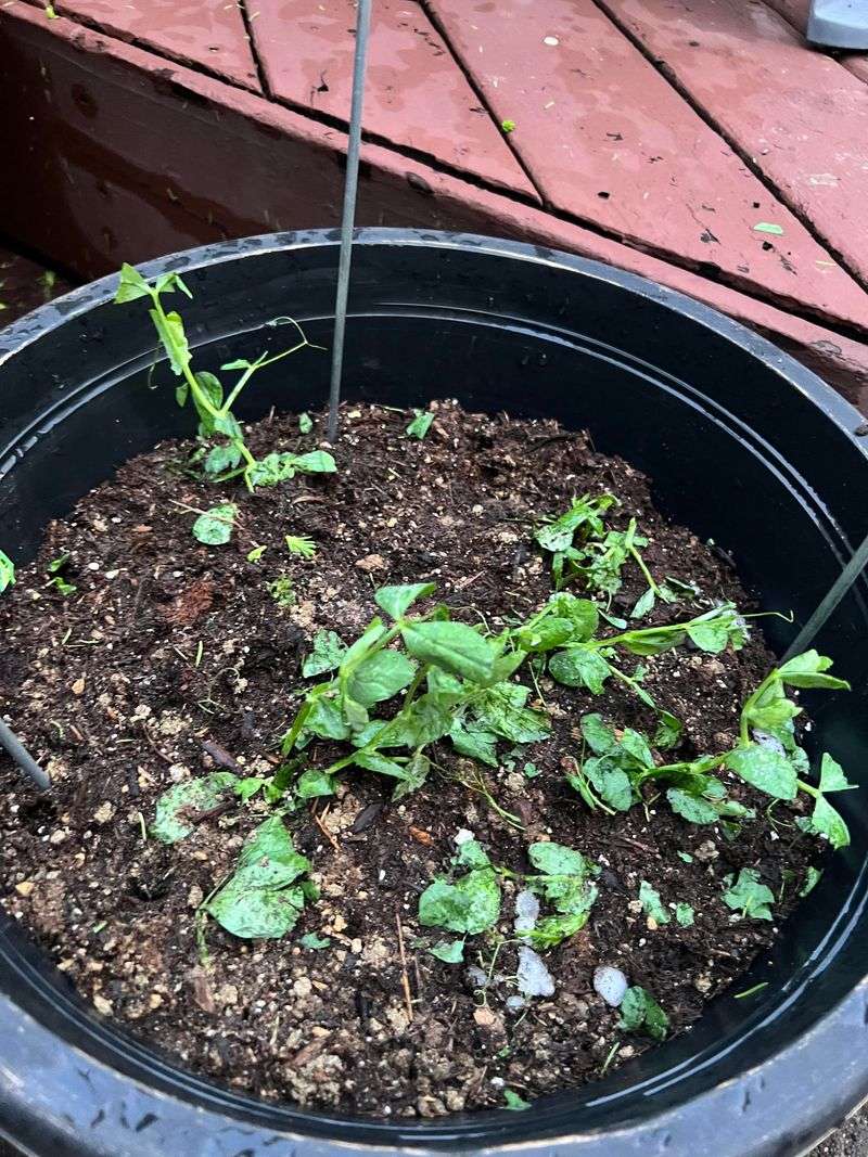 Young Plants Face The Highest Risk Young Plants Face The Highest Risk