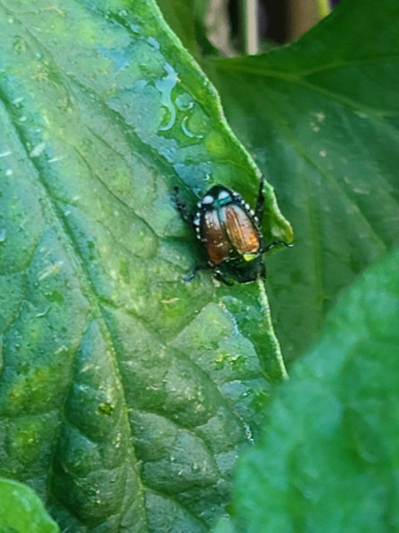Young Plants Need Faster Protection Young Plants Need Faster Protection
