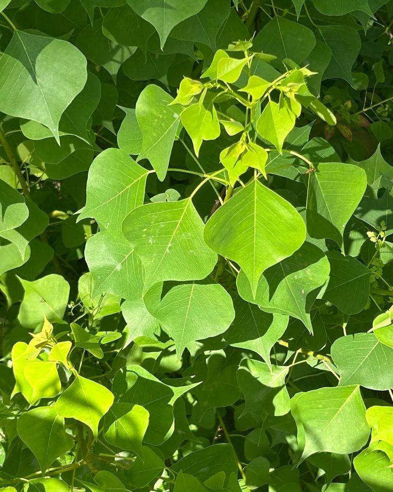 Young Seedlings Are Easier To Remove