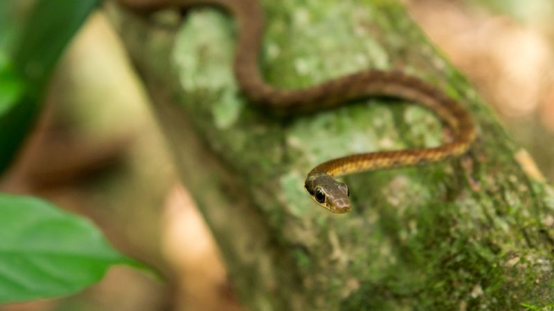 Young Snakes Disperse To Find New Territory Young Snakes Disperse To Find New Territory