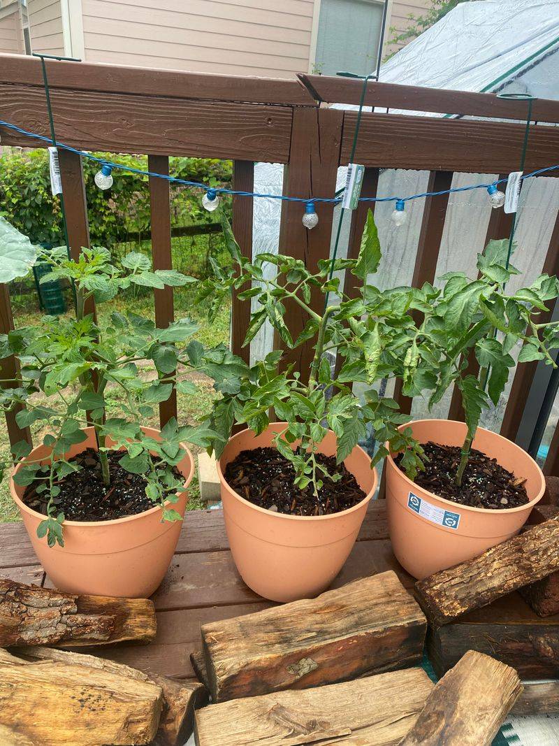 Young Tomato Plants May Need More Time