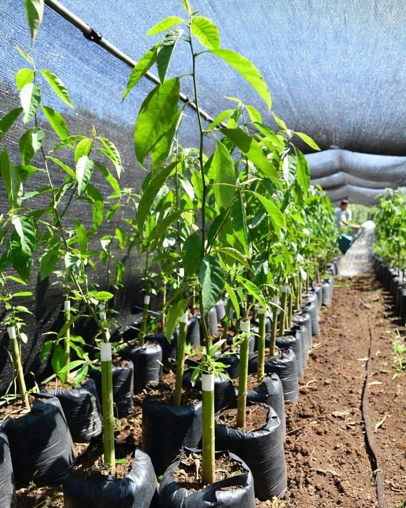 Young Trees Have Less Buffer Young Trees Have Less Buffer