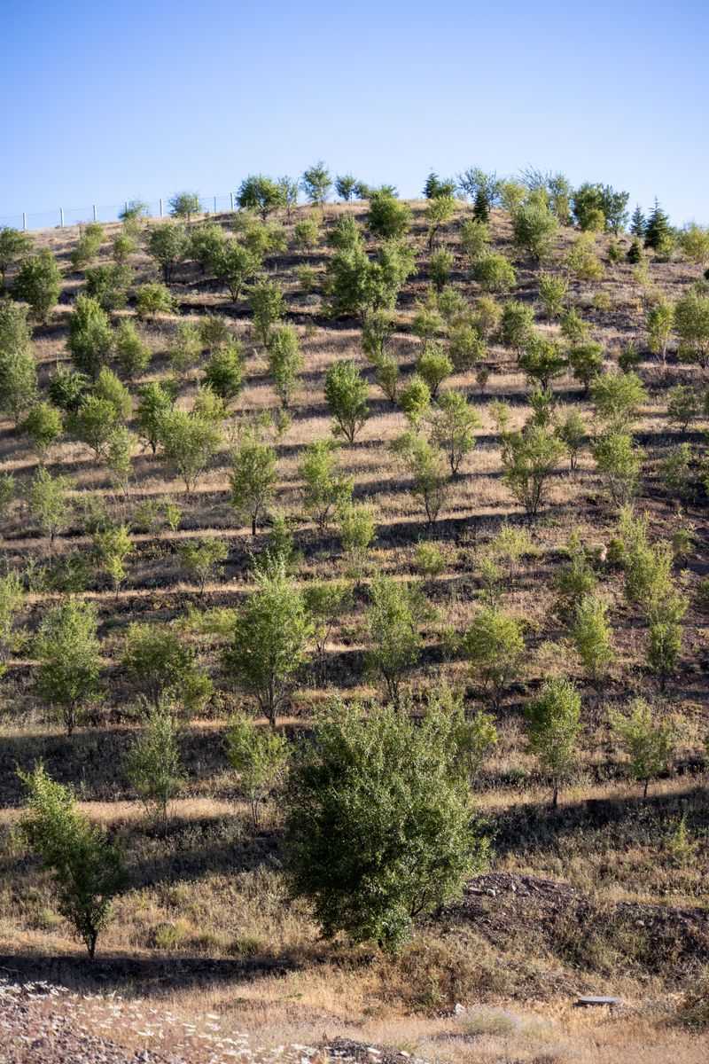 Young Trees Need Consistent Deep Watering Young Trees Need Consistent Deep Watering