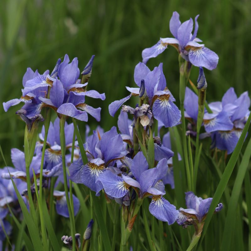 Younger Divisions Produce More Vigorous Flowers