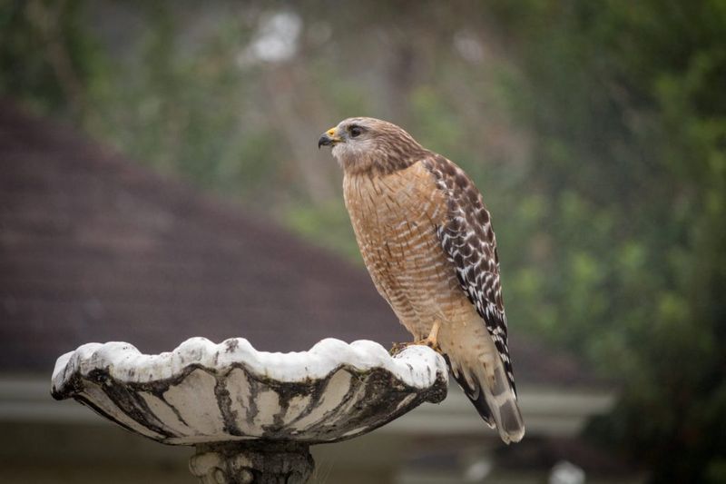 Your Bird Feeder May Have Become A Hunting Station